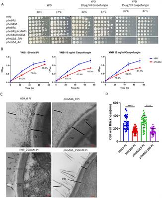 Phosphate availability conditions caspofungin tolerance, capsule attachment and titan cell formation in Cryptococcus neoformans